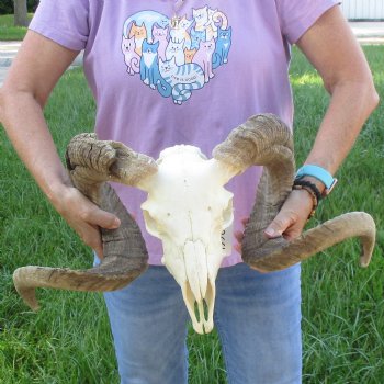African Merino Ram/Sheep Skull with Horns 35 inches around the curl - for $215