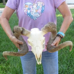 African Merino Ram/Sheep Skull with Horns 35 inches around the curl - for $215