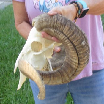 African Merino Ram/Sheep Skull with Horns 35 inches around the curl - for $215