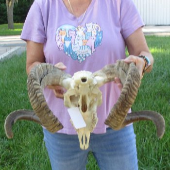 African Merino Ram/Sheep Skull with Horns 35 inches around the curl - for $215