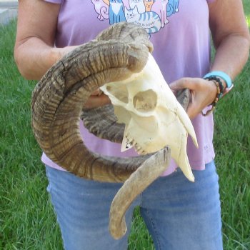 African Merino Ram/Sheep Skull with Horns 35 inches around the curl - for $215