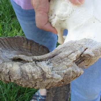African Merino Ram/Sheep Skull with Horns 35 inches around the curl - for $215