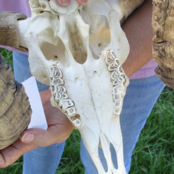 African Merino Ram/Sheep Skull with Horns 35 inches around the curl - for $215