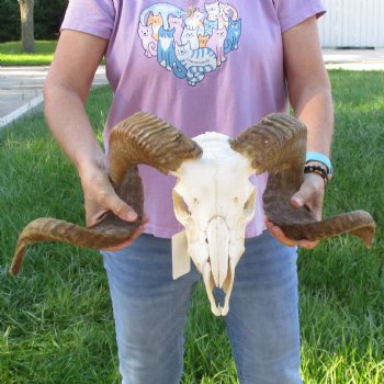African Merino Ram/Sheep Skull with 27 & 29 inch Horns, available for purchase - $185