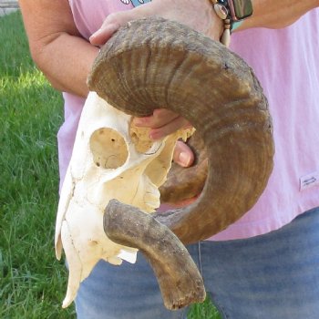African Merino Ram/Sheep Skull with 27 & 29 inch Horns, available for purchase - $185