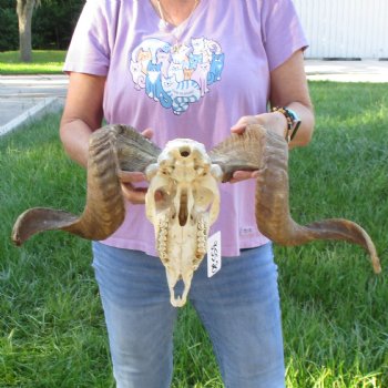 African Merino Ram/Sheep Skull with 27 & 29 inch Horns, available for purchase - $185