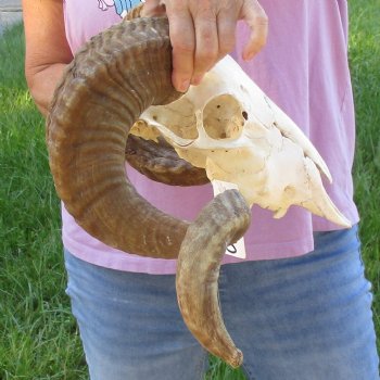 African Merino Ram/Sheep Skull with 27 & 29 inch Horns, available for purchase - $185