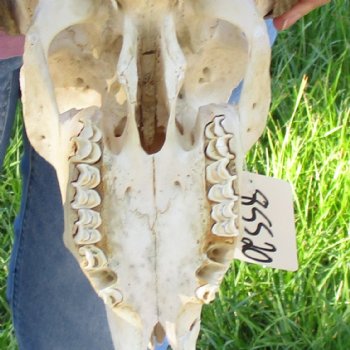 African Merino Ram/Sheep Skull with 27 & 29 inch Horns, available for purchase - $185