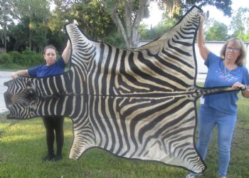 97" x 63" C- Grade Zebra Skin Rug with felt backing, available for purchase - $825 (Adult Signature Required) 