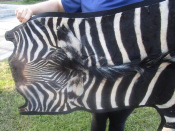 97" x 63" C- Grade Zebra Skin Rug with felt backing, available for purchase - $825 (Adult Signature Required) 