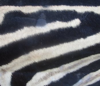 97" x 63" C- Grade Zebra Skin Rug with felt backing, available for purchase - $825 (Adult Signature Required) 