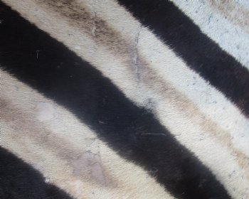 97" x 63" C- Grade Zebra Skin Rug with felt backing, available for purchase - $825 (Adult Signature Required) 