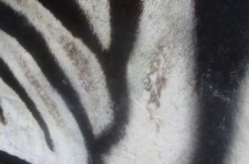 97" x 63" C- Grade Zebra Skin Rug with felt backing, available for purchase - $825 (Adult Signature Required) 