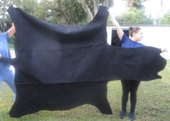 97" x 63" C- Grade Zebra Skin Rug with felt backing, available for purchase - $825 (Adult Signature Required) 