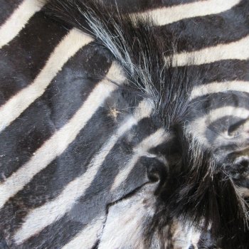 97" x 63" C- Grade Zebra Skin Rug with felt backing (Adult Signature Required) 