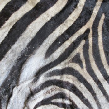 97" x 63" C- Grade Zebra Skin Rug with felt backing (Adult Signature Required) 