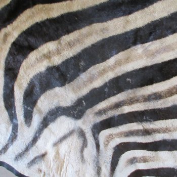 97" x 63" C- Grade Zebra Skin Rug with felt backing (Adult Signature Required) 