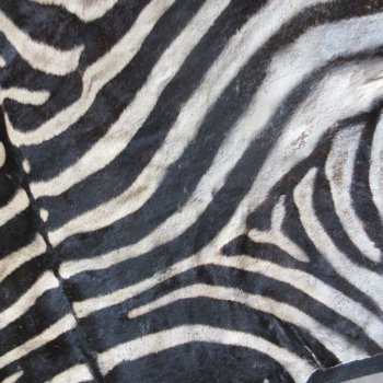 97" x 63" C- Grade Zebra Skin Rug with felt backing (Adult Signature Required) 