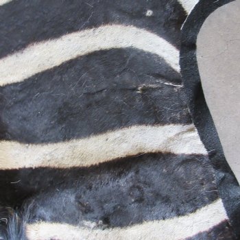 97" x 63" C- Grade Zebra Skin Rug with felt backing (Adult Signature Required) 