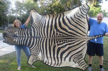 102" x 72" C- Grade Zebra Skin Rug with felt backing, available for purchase - $825 (Adult Signature Required) 