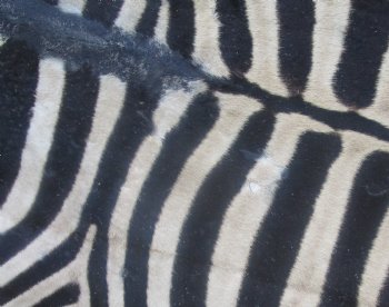 102" x 72" C- Grade Zebra Skin Rug with felt backing, available for purchase - $825 (Adult Signature Required) 