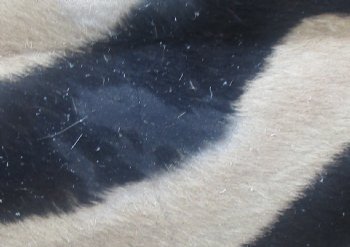 102" x 72" C- Grade Zebra Skin Rug with felt backing, available for purchase - $825 (Adult Signature Required) 