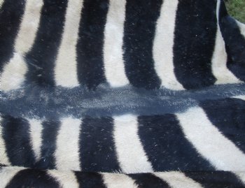 102" x 72" C- Grade Zebra Skin Rug with felt backing, available for purchase - $825 (Adult Signature Required) 