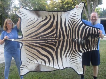 Genuine 72" x 60" B- Grade Zebra Skin Rug with felt backing, available for purchase - $995 (Adult Signature Required) 