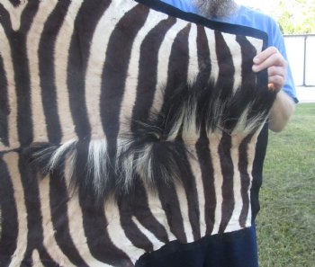 Genuine 72" x 60" B- Grade Zebra Skin Rug with felt backing, available for purchase - $995 (Adult Signature Required) 