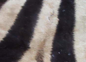 Genuine 72" x 60" B- Grade Zebra Skin Rug with felt backing, available for purchase - $995 (Adult Signature Required) 