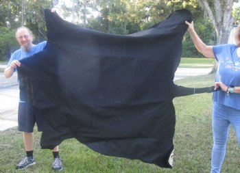 Genuine 72" x 60" B- Grade Zebra Skin Rug with felt backing, available for purchase - $995 (Adult Signature Required) 