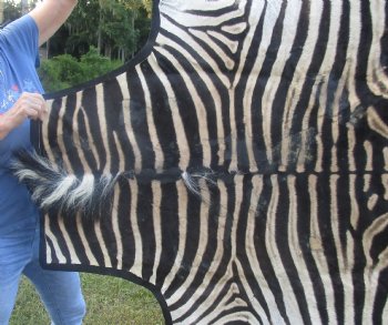 72" x 61" C- Grade Zebra Skin Rug with felt backing, available for purchase - $825 (Adult Signature Required)