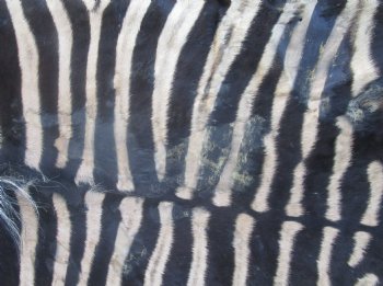 72" x 61" C- Grade Zebra Skin Rug with felt backing, available for purchase - $825 (Adult Signature Required)
