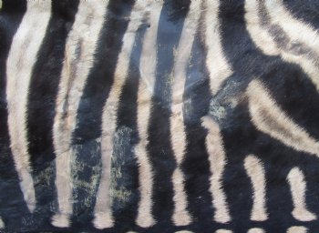 72" x 61" C- Grade Zebra Skin Rug with felt backing, available for purchase - $825 (Adult Signature Required)