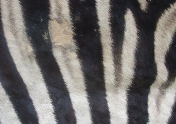 72" x 61" C- Grade Zebra Skin Rug with felt backing, available for purchase - $825 (Adult Signature Required)