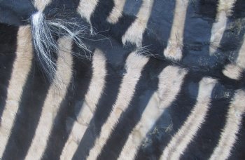 72" x 61" C- Grade Zebra Skin Rug with felt backing, available for purchase - $825 (Adult Signature Required)