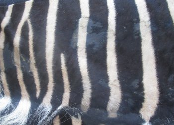72" x 61" C- Grade Zebra Skin Rug with felt backing, available for purchase - $825 (Adult Signature Required)