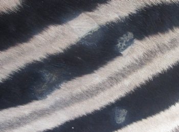 72" x 61" C- Grade Zebra Skin Rug with felt backing, available for purchase - $825 (Adult Signature Required)