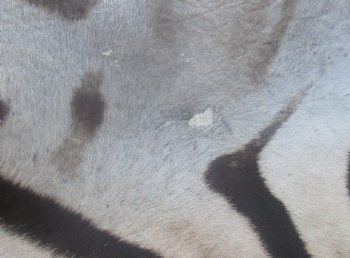 72" x 61" C- Grade Zebra Skin Rug with felt backing, available for purchase - $825 (Adult Signature Required)