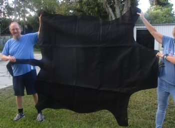 72" x 61" C- Grade Zebra Skin Rug with felt backing, available for purchase - $825 (Adult Signature Required)