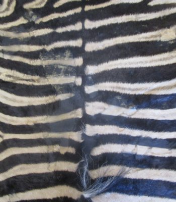 72" x 61" C- Grade Zebra Skin Rug with felt backing, available for purchase - $825 (Adult Signature Required)