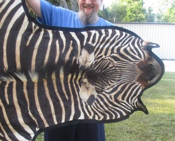 Genuine 92" x 63" B- Grade Zebra Skin Rug with felt backing, available for purchase - $995 (Adult Signature Required) 