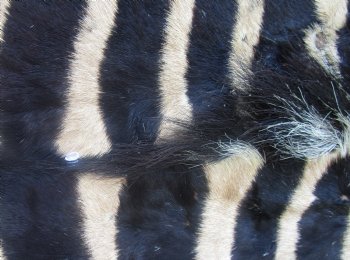 Genuine 92" x 63" B- Grade Zebra Skin Rug with felt backing, available for purchase - $995 (Adult Signature Required) 