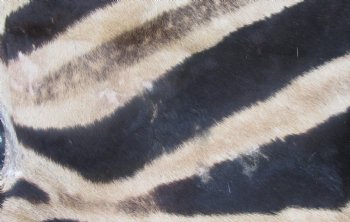 Genuine 92" x 63" B- Grade Zebra Skin Rug with felt backing, available for purchase - $995 (Adult Signature Required) 