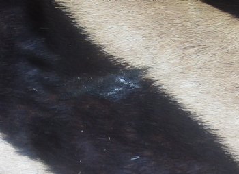 Genuine 92" x 63" B- Grade Zebra Skin Rug with felt backing, available for purchase - $995 (Adult Signature Required) 