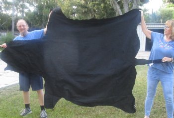 Genuine 92" x 63" B- Grade Zebra Skin Rug with felt backing, available for purchase - $995 (Adult Signature Required) 