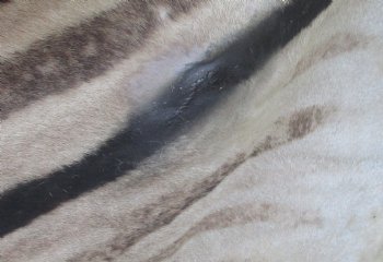 97" x 65" C- Grade Zebra Skin Rug with felt backing, available for purchase - $825 (Adult Signature Required) 