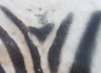 97" x 65" C- Grade Zebra Skin Rug with felt backing, available for purchase - $825 (Adult Signature Required) 