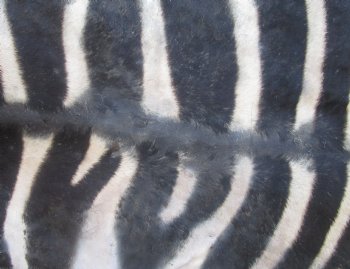 97" x 65" C- Grade Zebra Skin Rug with felt backing, available for purchase - $825 (Adult Signature Required) 