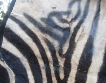 100" x 70" C- Grade Zebra Skin Rug with felt backing, available for purchase - $825 (Adult Signature Required)